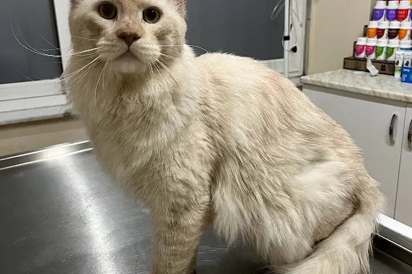 Live Vet Veteriner Kliniği - Resim 4