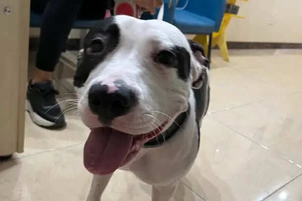 Live Vet Veteriner Kliniği - Resim 8