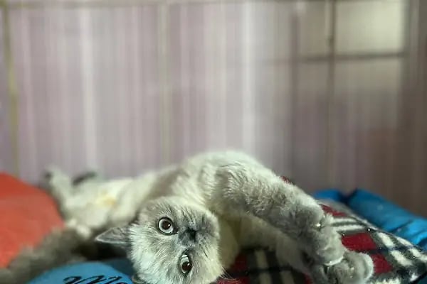 Live Vet Veteriner Kliniği - Resim 5