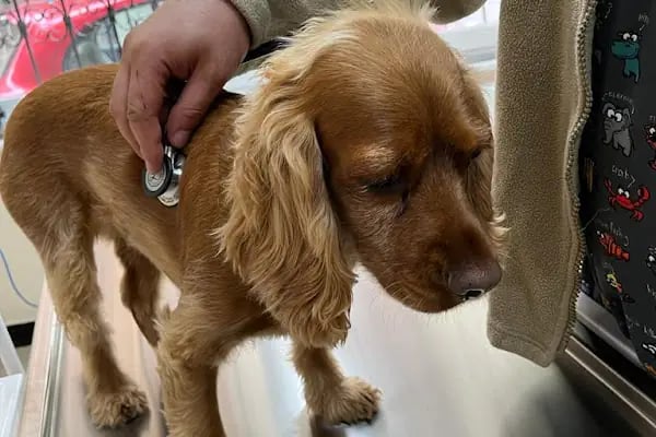 Live Vet Veteriner Kliniği - Resim 9