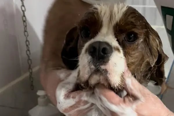 Live Vet Veteriner Kliniği - Resim 19