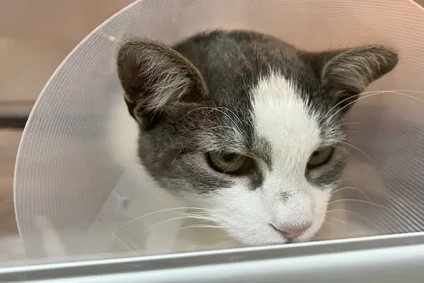 Live Vet Veteriner Kliniği - Resim 13