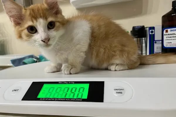 Live Vet Veteriner Kliniği - Resim 17