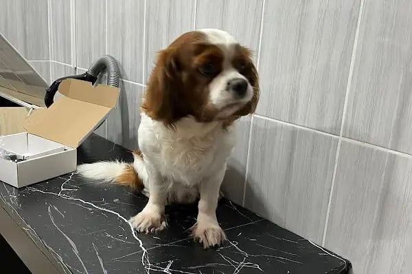 Live Vet Veteriner Kliniği - Resim 14