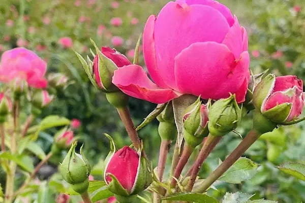 Millet Bahçesi Yaya Girişi - Resim 11
