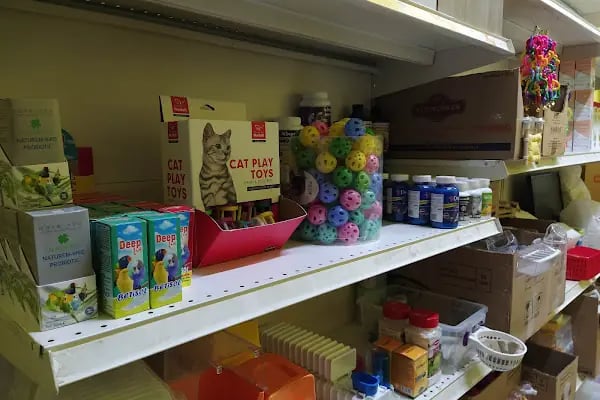 Ataşehir Hanımeli PetStore - Kuş, Kedi, Köpek, Sürüngen, Kemirgen ve Balık Galerisi (Ataşehir muhabbet kuşu, sultan papağanı) - Resim 5