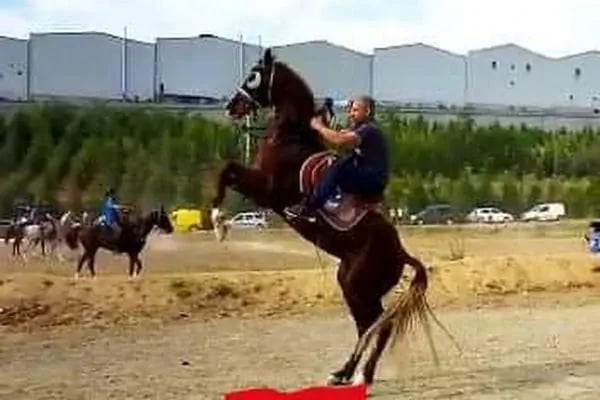 Çayırova Belediyesi Binicilik Tesisi ve Cirit Alanı - Resim 9