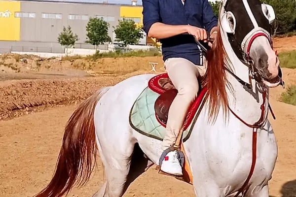 Çayırova Belediyesi Binicilik Tesisi ve Cirit Alanı - Resim 2