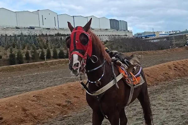 Çayırova Belediyesi Binicilik Tesisi ve Cirit Alanı - Resim 4