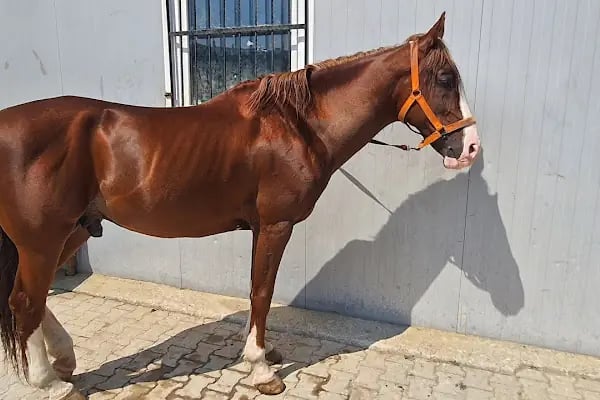 Çayırova Belediyesi Binicilik Tesisi ve Cirit Alanı - Resim 17