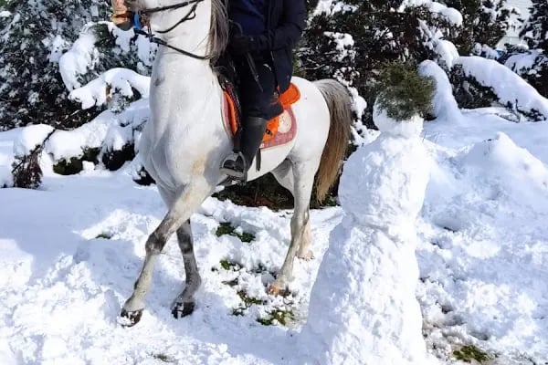 Çayırova Belediyesi Binicilik Tesisi ve Cirit Alanı - Resim 6