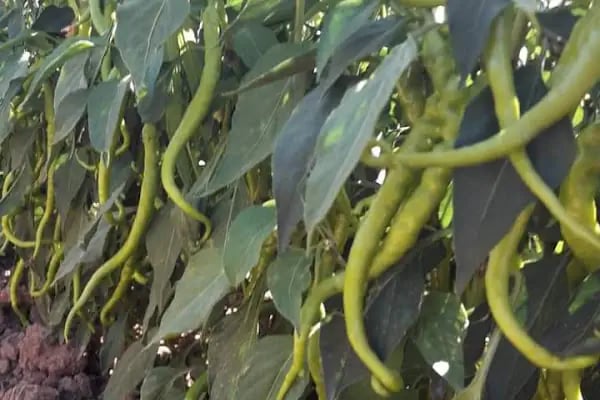 Asgen Tarım Ticaret A.Ş. - Resim 4