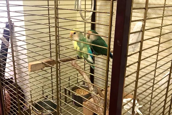 7/24 Patikür Petshop - Resim 15
