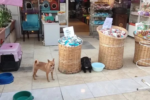 7/24 Patikür Petshop - Resim 19