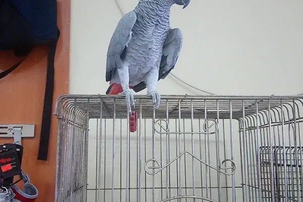 7/24 Patikür Petshop - Resim 9