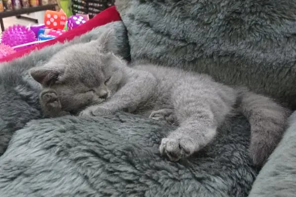 7/24 Patikür Petshop - Resim 18