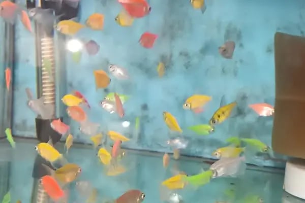 Aliağa Ünlü Akvaryum Pet Shop - Resim 12