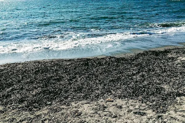 Turgutreis Su Ürünleri Kooperatifi - Resim 7