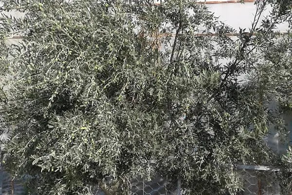 Kardelen Sahil Sitesi - Resim 14