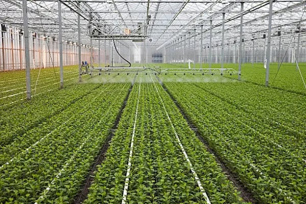 GREEN CLIMATE - Resim 5