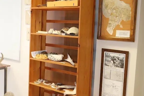 İstanbul Üniversitesi Cerrahpaşa Jeoloji Müzesi - Resim 8