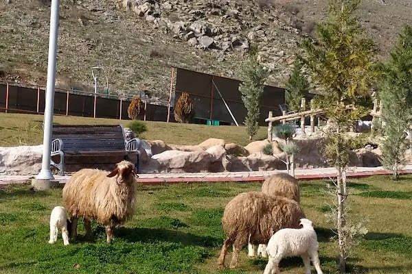 TÜRKOĞLU AT ÇIFTLİGİ - Resim 15