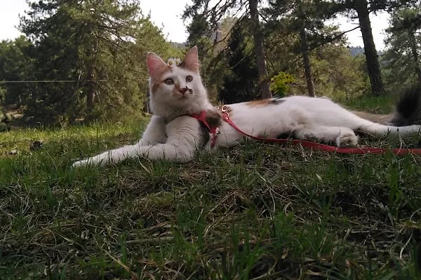 Hekimköy veteriner kliniği - Resim 4