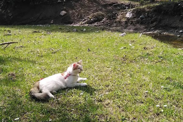 Hekimköy veteriner kliniği - Resim 7