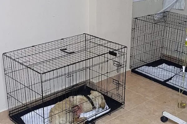 Hekimköy veteriner kliniği - Resim 14
