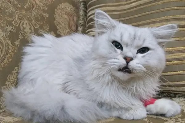 Hekimköy veteriner kliniği - Resim 6