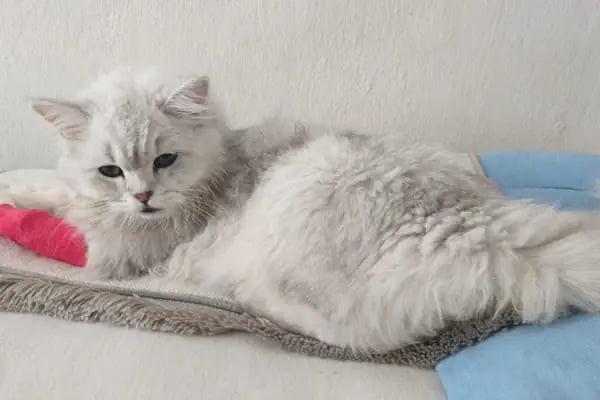 Hekimköy veteriner kliniği - Resim 3