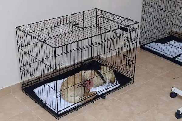 Hekimköy veteriner kliniği - Resim 20