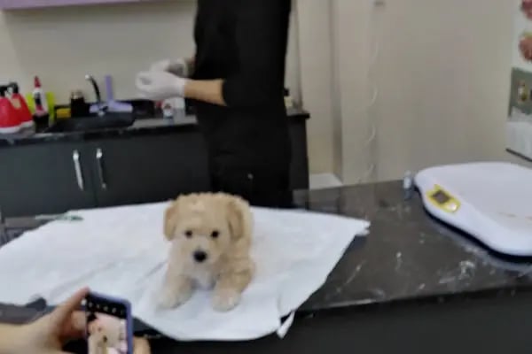 Hekimköy veteriner kliniği - Resim 16