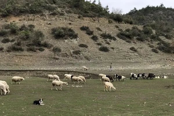 Gölcük Göleti - Resim 17
