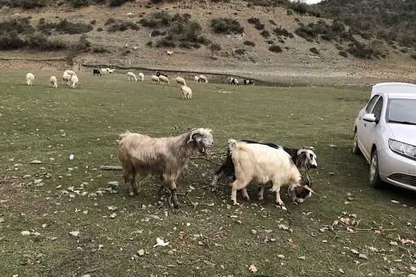 Gölcük Göleti - Resim 18