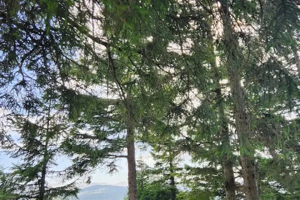 Kayabaşı Tabiat Parkı - Resim 6