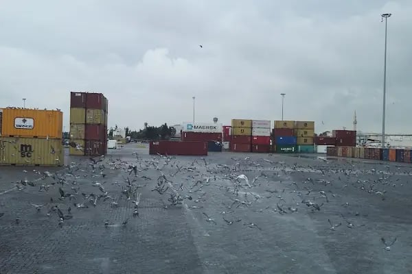 Mersin Uluslararası Liman İşletmeciliği AŞ - Resim 14