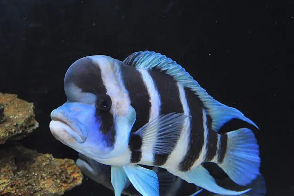 Aleyna Akvaryum Petshop Sincan - Resim 4