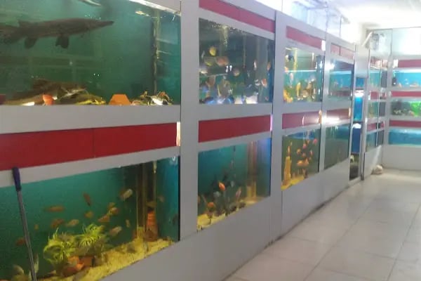 Aleyna Akvaryum Petshop Sincan - Resim 1