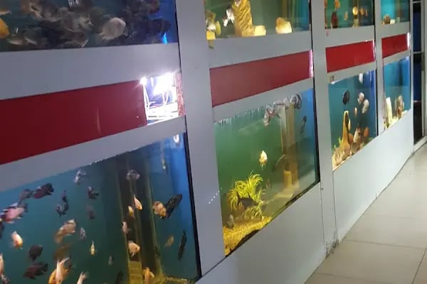 Aleyna Akvaryum Petshop Sincan - Resim 5