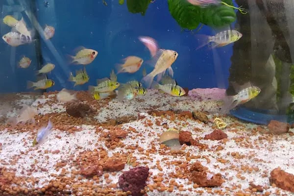 Aleyna Akvaryum Petshop Sincan - Resim 17
