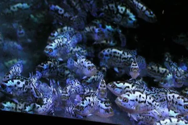 Aleyna Akvaryum Petshop Sincan - Resim 9