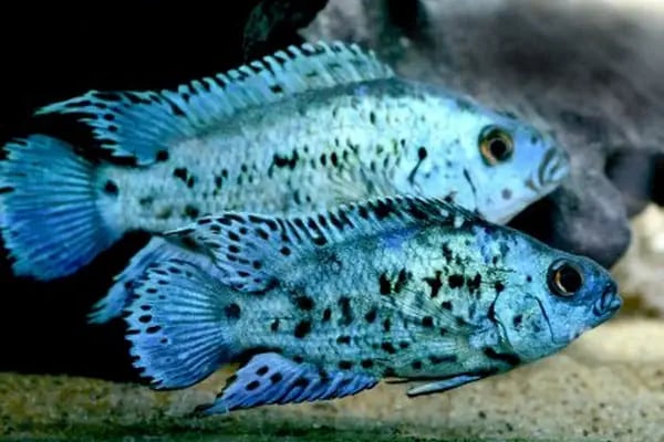 Aleyna Akvaryum Petshop Sincan - Resim 15