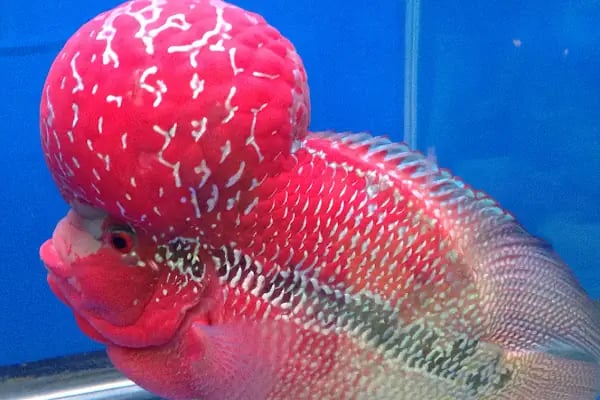 Aleyna Akvaryum Petshop Sincan - Resim 3