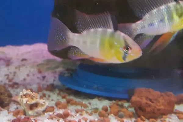 Aleyna Akvaryum Petshop Sincan - Resim 12