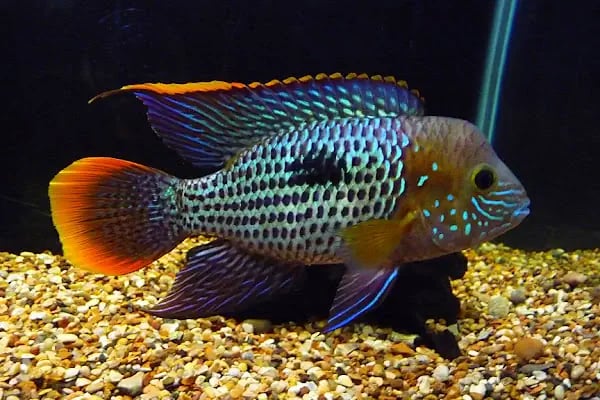 Aleyna Akvaryum Petshop Sincan - Resim 2