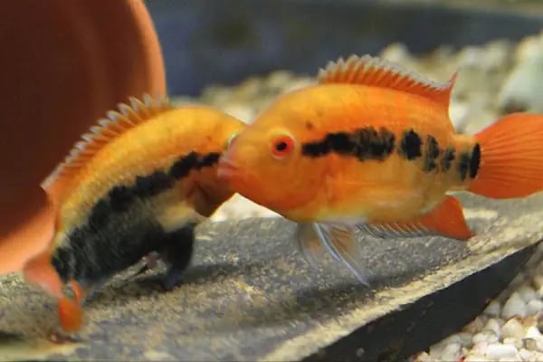 Aleyna Akvaryum Petshop Sincan - Resim 19