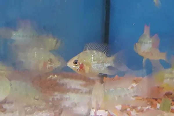 Aleyna Akvaryum Petshop Sincan - Resim 18
