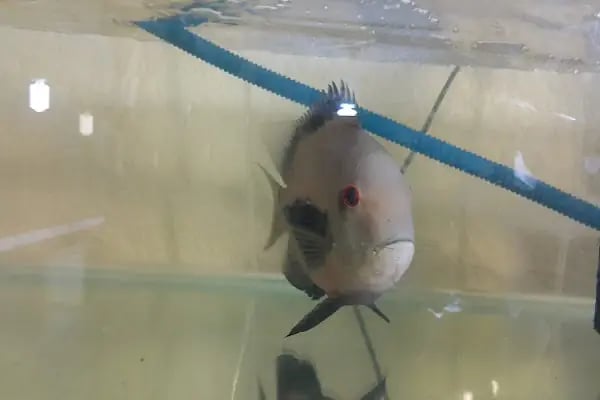 Aleyna Akvaryum Petshop Sincan - Resim 20
