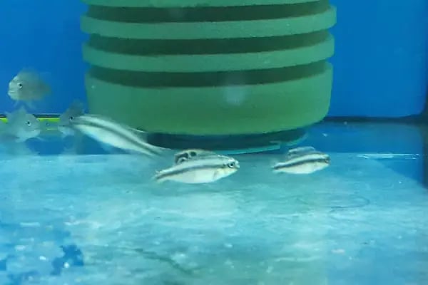 Aleyna Akvaryum Petshop Sincan - Resim 7